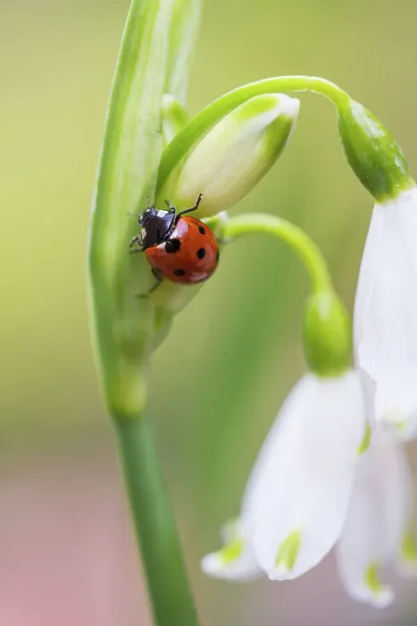 Framed Print : Ladybird climbing on a Leucojum flower Framed Print : Ladybird climbing on a Leucojum flower