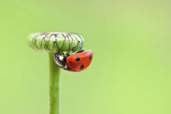 Framed Print : Ladybird (Ladybug) Framed Print : Ladybird (Ladybug)