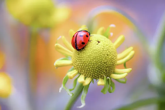Framed Print : Ladybird (Ladybug) Framed Print : Ladybird (Ladybug)
