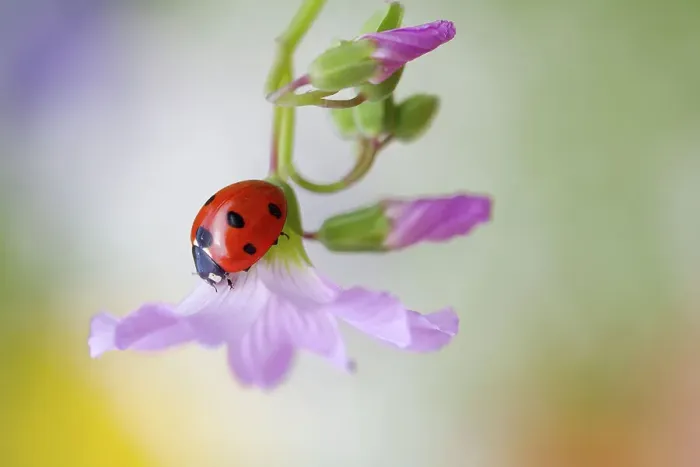 Framed Print : Ladybird (Ladybug) Framed Print : Ladybird (Ladybug)