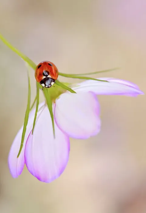 Framed Print : Ladybird (Ladybug) Framed Print : Ladybird (Ladybug)