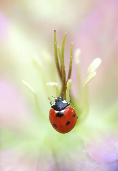 Framed Print : Ladybird (Ladybug) resting on Hellebore bloom Framed Print : Ladybird (Ladybug) resting on Hellebore bloom