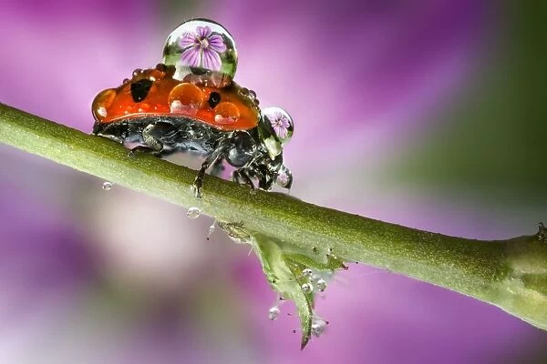 Ladybird on stem. Ladybird on a stem with dew drops on its back