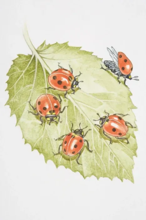 Framed Print : Four Ladybirds (Coccinella septempunctata) on a leaf Framed Print : Four Ladybirds (Coccinella septempunctata) on a leaf