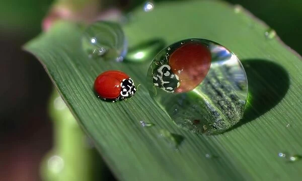 Ladybug on Leaf with reflection on water dew drop