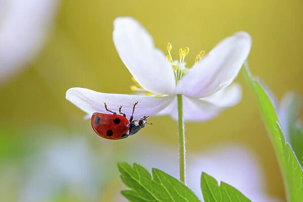 Ladybug climbing on Wood Anemone