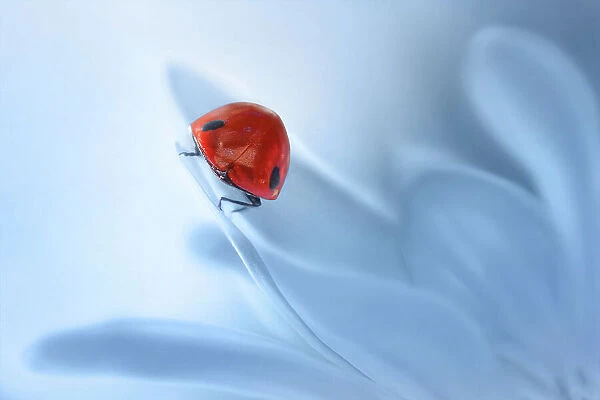 Ladybug resting on blue flower