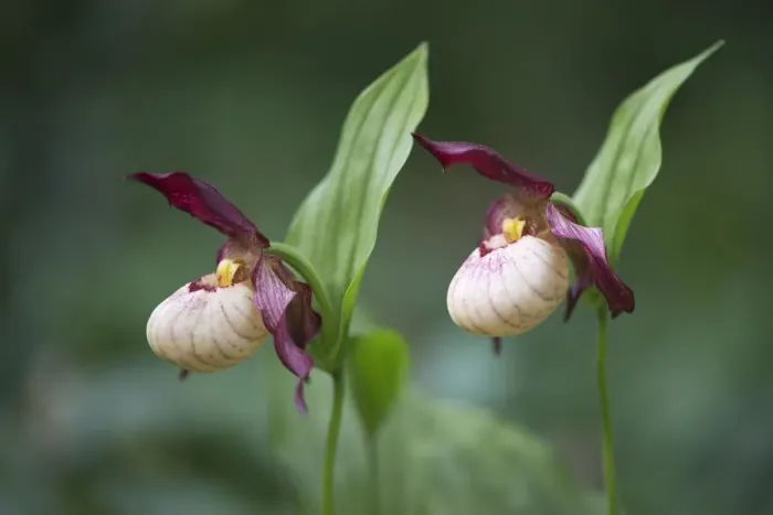 Framed Print : Ladys Slipper (Cypripedium Gisela ), Emsland, Lower Saxony, Germany Framed Print : Ladys Slipper (Cypripedium Gisela ), Emsland, Lower Saxony, Germany