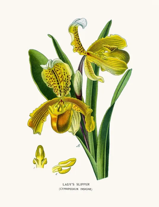 Framed Print : Ladys slipper orchid Framed Print : Ladys slipper orchid