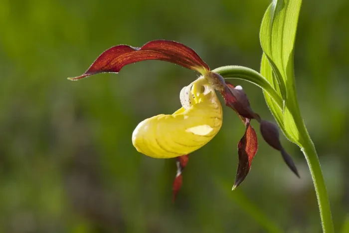 Framed Print : Ladys Slipper Orchid -Cypripedium calceolus-, flowering, Thuringia, Germany Framed Print : Ladys Slipper Orchid -Cypripedium calceolus-, flowering, Thuringia, Germany