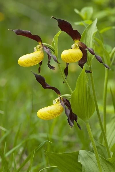 Ladys Slipper Orchid -Cypripedium calceolus-, flowering, Thuringia, Germany