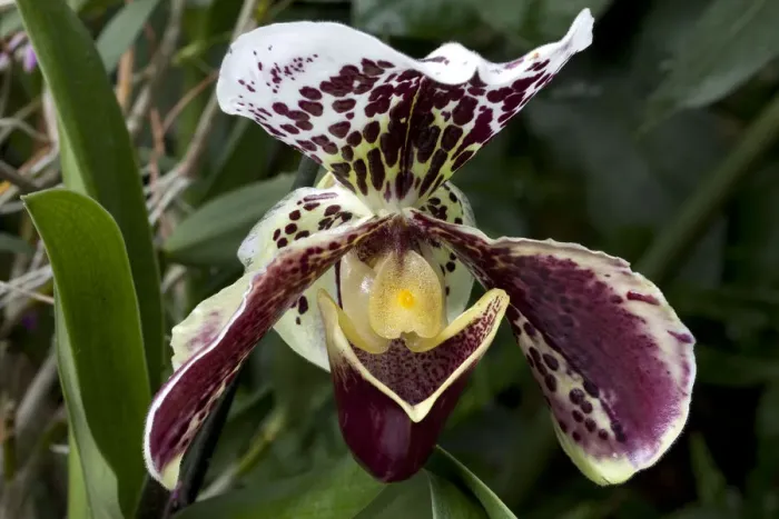 Framed Print : Ladys Slipper -Paphiopedilum sparsholt-, blossom, flower Framed Print : Ladys Slipper -Paphiopedilum sparsholt-, blossom, flower
