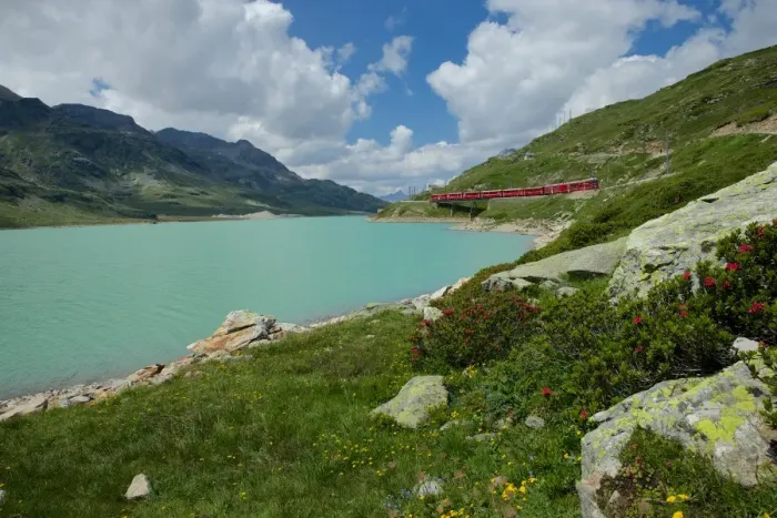 Framed Print : Lago Bianco, alpine roses Framed Print : Lago Bianco, alpine roses