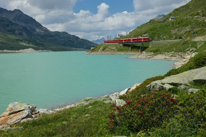 Framed Print : Lago Bianco, alpine roses