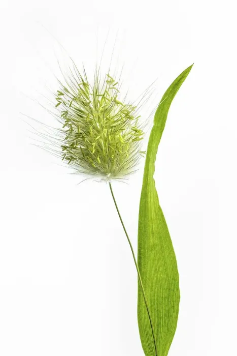 Framed Print : Lagurus Ovatus grass Framed Print : Lagurus Ovatus grass