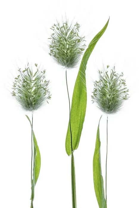 Framed Print : Lagurus Ovatus grass
