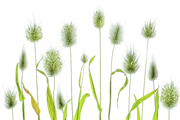 Framed Print : Lagurus Ovatus grasses Framed Print : Lagurus Ovatus grasses
