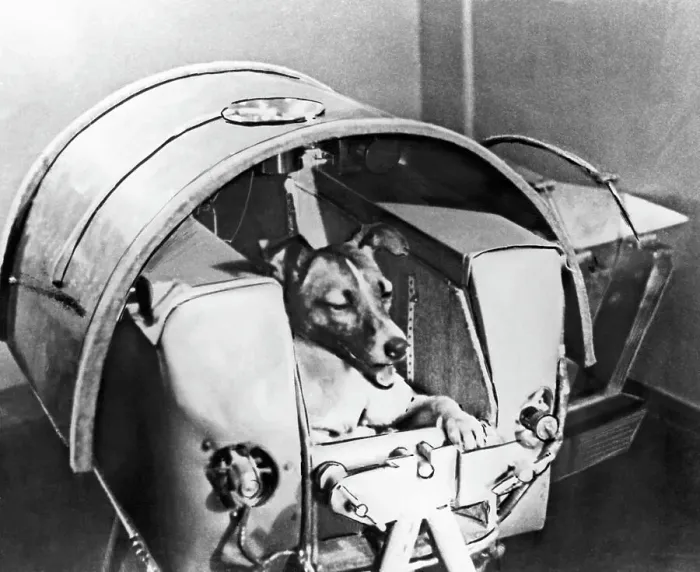 Framed Print : Laika, Russian Astro Dog Framed Print : Laika, Russian Astro Dog