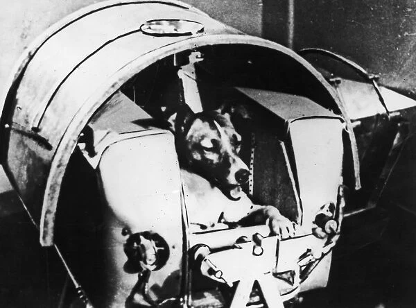 Laika the satellite dog in her specially designed contraption in Sputnik