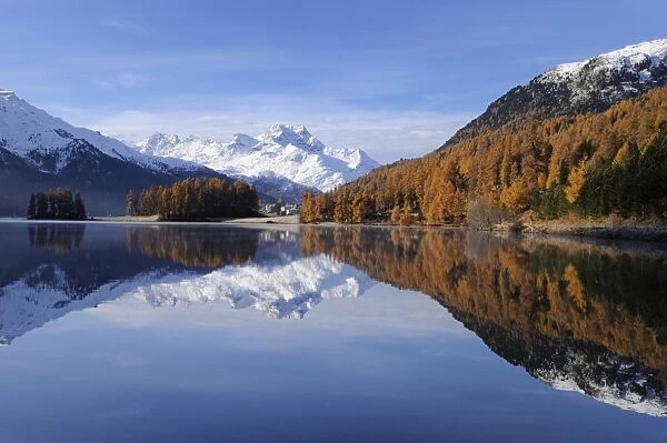 Lake Champfer with larch forest with autumnal colouring, Mt Piz da la Margna at back, St. Moritz, Engadine, Grisons, Switzerland, Europe