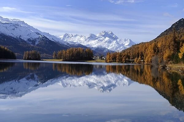 Lake Champfer with larch forest with autumnal colouring, St. Moritz, Engadine, Grisons, Switzerland, Europe