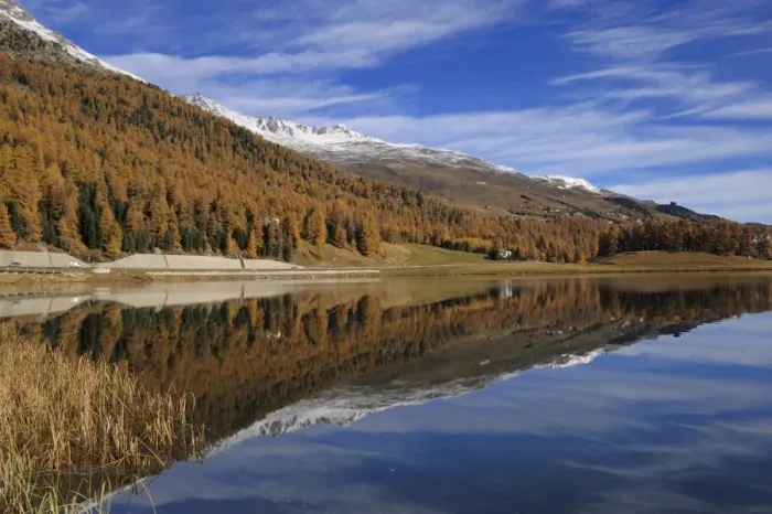 Framed Print : Lake Champfer with larch forest with autumnal colouring, St. Moritz, Engadine, Grisons, Switzerland, Europe Framed Print : Lake Champfer with larch forest with autumnal colouring, St. Moritz, Engadine, Grisons, Switzerland, Europe