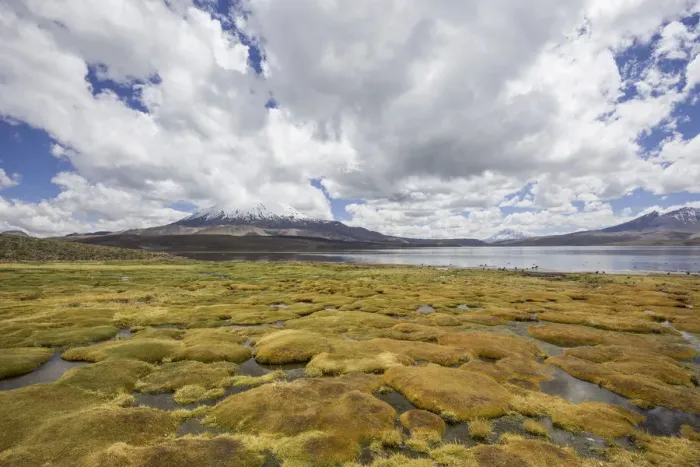 Framed Print : Lake Chungara and the Parinacota volcano, Putre, Arica and Parinacota Region, Chile Framed Print : Lake Chungara and the Parinacota volcano, Putre, Arica and Parinacota Region, Chile