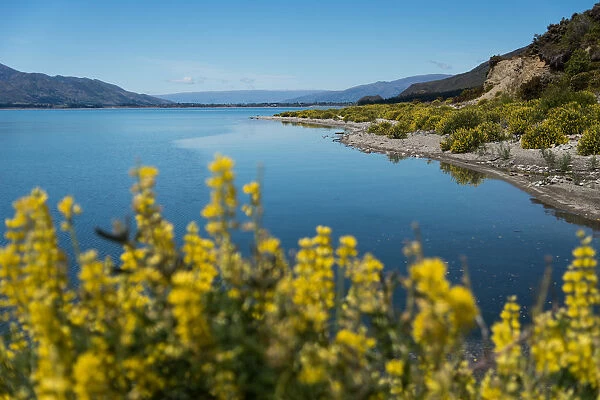 Lake Hawea and the yellow flowers foreground