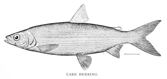Framed Print : Lake herring engraving 1898 Framed Print : Lake herring engraving 1898
