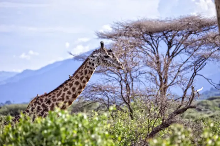Framed Print : Lake Manyara National Park Safari, Africa Framed Print : Lake Manyara National Park Safari, Africa