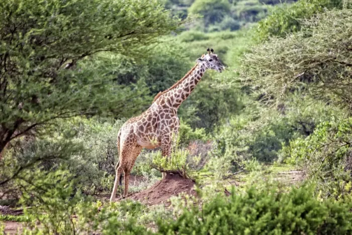 Framed Print : Lake Manyara National Park Safari, Africa Framed Print : Lake Manyara National Park Safari, Africa