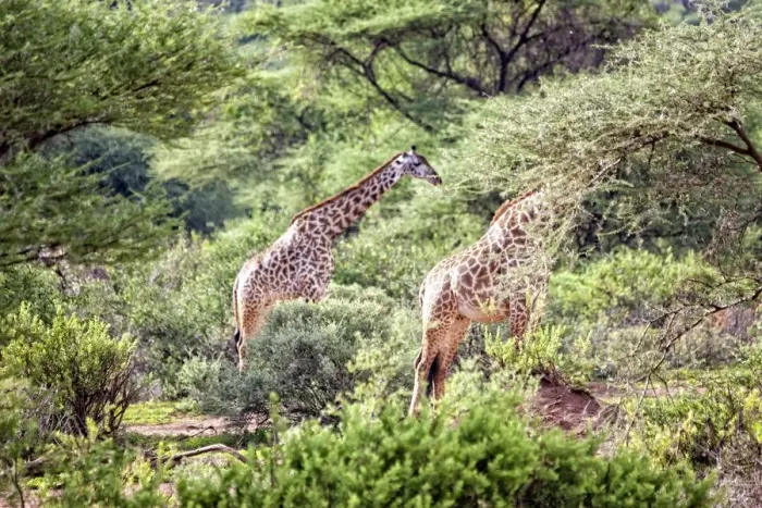 Framed Print : Lake Manyara National Park Safari, Africa Framed Print : Lake Manyara National Park Safari, Africa