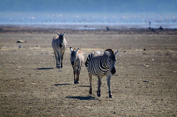 Zebra. Lake Nakuru, Kenya