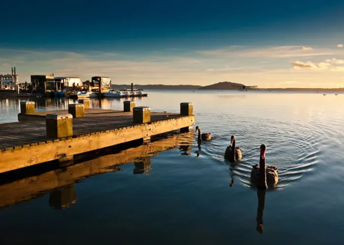 Framed Print : Lake Rotorua with swan and pier Framed Print : Lake Rotorua with swan and pier