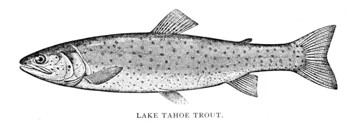 Framed Print : Lake tahoe trout engraving 1898