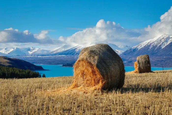 Framed Print : Lake Tekapo with hay bales and mountain background Framed Print : Lake Tekapo with hay bales and mountain background