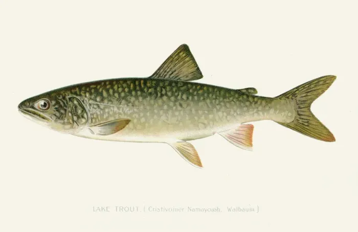 Framed Print : Lake trout illustration 1896 Framed Print : Lake trout illustration 1896