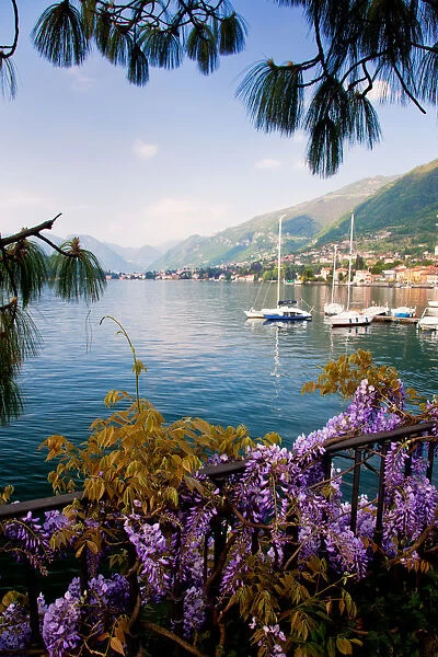 Peace. Lakeside flora frame an idealic scene along banks of Lake Como