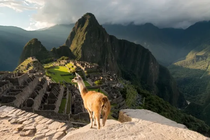 Framed Print : Lama enjoying sunset in Machu Picchu inca ruins