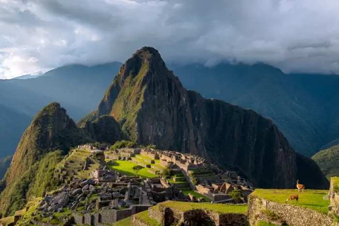 Framed Print : Lama enjoying sunset in Machu Picchu inca ruins Framed Print : Lama enjoying sunset in Machu Picchu inca ruins