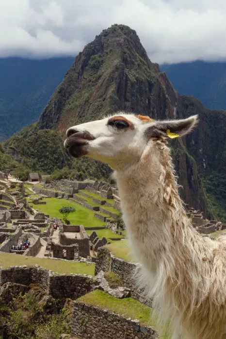 Framed Print : Lama glama in front of Machu Piqchu Framed Print : Lama glama in front of Machu Piqchu