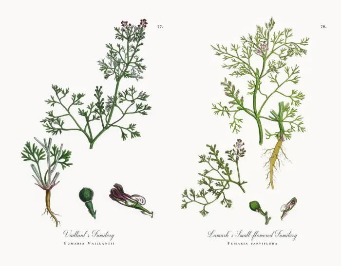 Framed Print : Lamarkas Fumitory, Fumaria parviflora, Victorian Botanical Illustration, 1863 Framed Print : Lamarkas Fumitory, Fumaria parviflora, Victorian Botanical Illustration, 1863