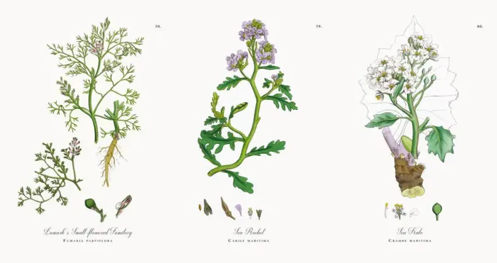 Framed Print : Lamarkas Fumitory, Fumaria parviflora, Victorian Botanical Illustration, 1863 Framed Print : Lamarkas Fumitory, Fumaria parviflora, Victorian Botanical Illustration, 1863