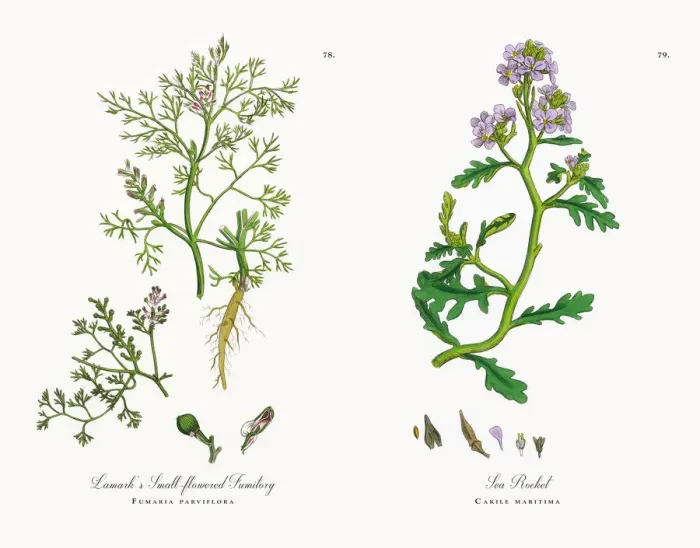Framed Print : Lamarkas Fumitory, Fumaria parviflora, Victorian Botanical Illustration, 1863 Framed Print : Lamarkas Fumitory, Fumaria parviflora, Victorian Botanical Illustration, 1863