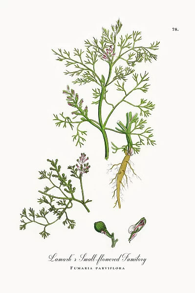 Lamarkas Fumitory, Fumaria parviflora, Victorian Botanical Illustration, 1863