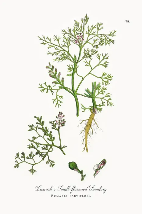 Framed Print : Lamarkas Fumitory, Fumaria parviflora, Victorian Botanical Illustration, 1863 Framed Print : Lamarkas Fumitory, Fumaria parviflora, Victorian Botanical Illustration, 1863