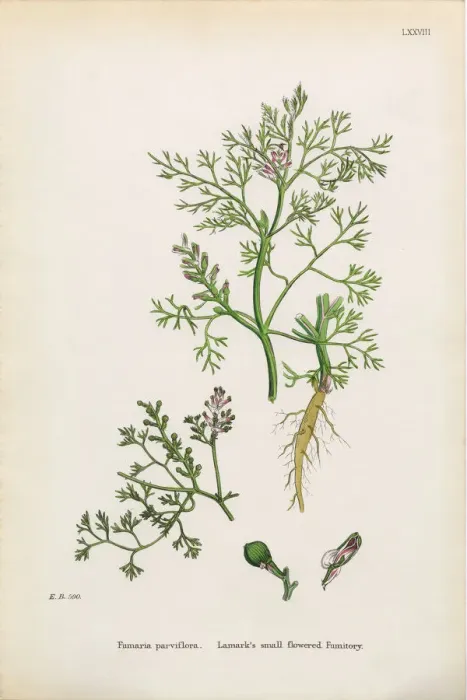 Framed Print : Lamarkas Fumitory, Fumaria parviflora, Victorian Botanical Illustration, 1863 Framed Print : Lamarkas Fumitory, Fumaria parviflora, Victorian Botanical Illustration, 1863