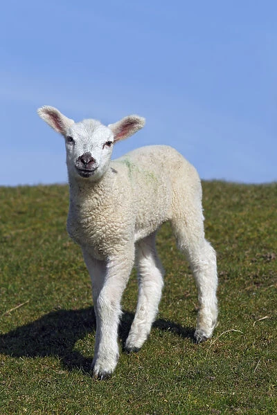 Lamb, domestic sheep, ewe lamb -Ovis ammon f. aries- standing on a dyke, Schleswig-Holstein, Germany, Europe