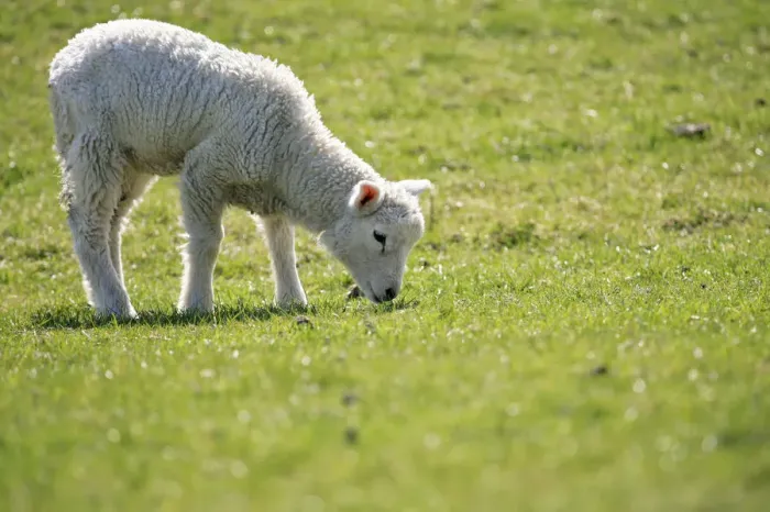 Framed Print : Lamb, domestic sheep -Ovis orientalis aries- grazing on an embankment on the Elbe River, conservation and maintenance of embankments, Naturschutzgebiet Haseldorfer Binnenelbe nature reserve, Haseldorfer Marsch marshland, Elbmarschland, Haseldorf, district