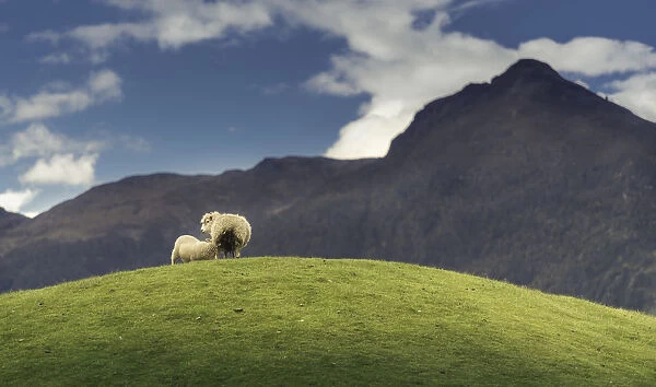 Lamb fed on grass hill